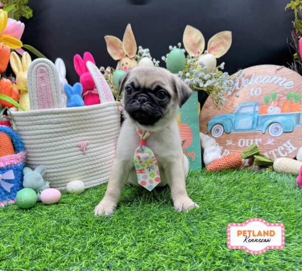 [#26695-01] Fawn M Pug Puppies For Sale