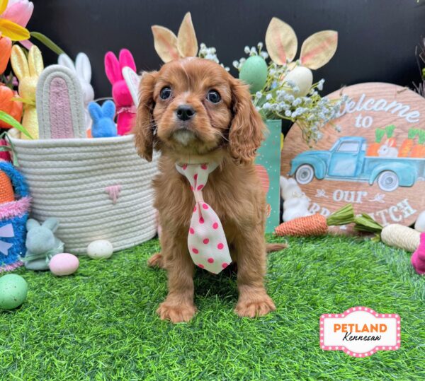 [#26644-02] Ruby M Cavalier King Charles Spaniel Puppies For Sale