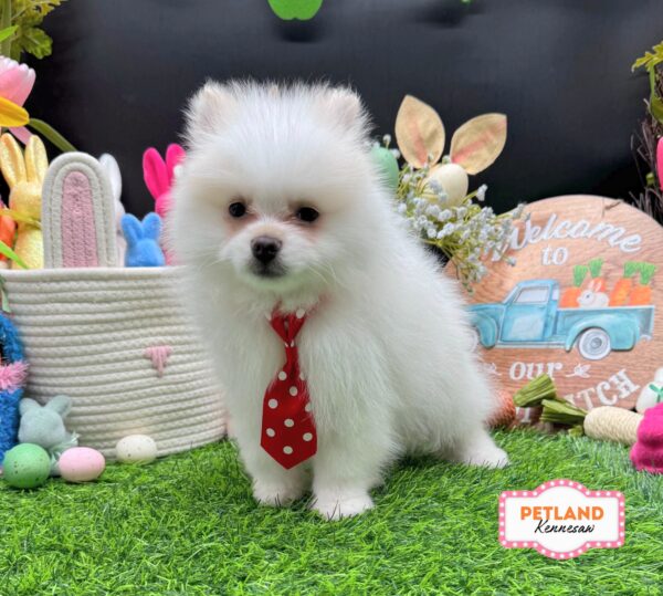 [#26886-01] White M Pomeranian Puppies For Sale