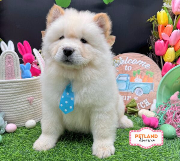 [#26941-01] Cream M Chow Chow Puppies For Sale