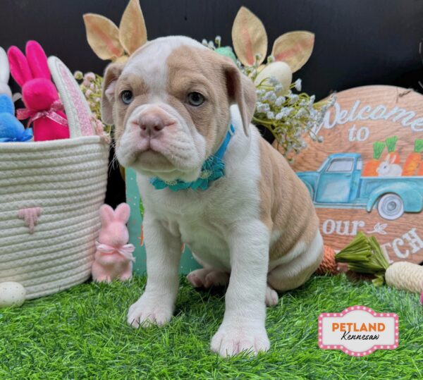 [#26505-06] Lilac / White F Mini Bullies Puppies For Sale