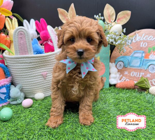 [#26691-05] Red F Goldendoodle Mini F1b Puppies For Sale