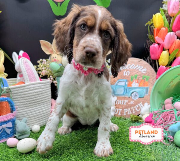 [#26195-06] Liver / White F English Springer Spaniel Puppies For Sale