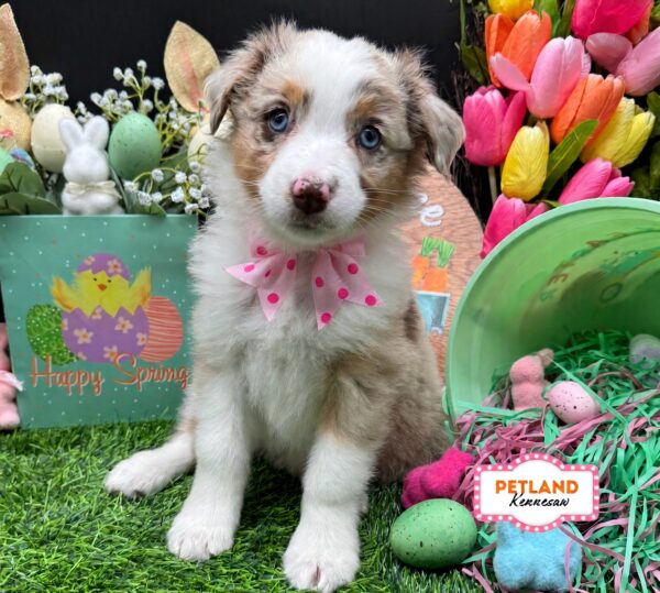 [#26102-07] Red Merle F Australian Shepherd Puppies For Sale