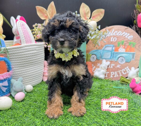 [#26722-04] Black / Tan F Poodle Mini Puppies For Sale