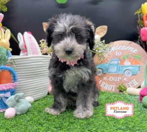 Petland Kennesaw, Georgia Schnoodle puppy available