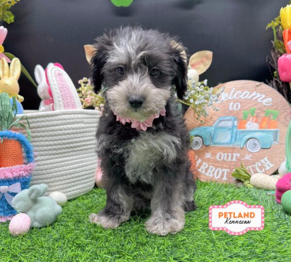 [#26731-05] Blue Merle F Schnoodle Puppies For Sale