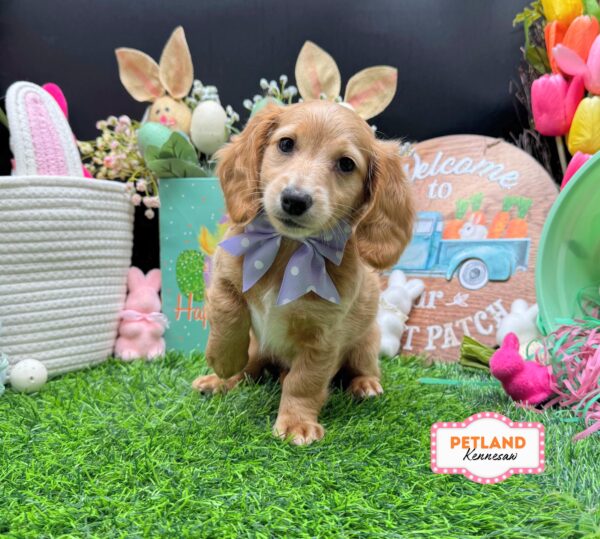 [#26603-01] Cream F Dachshund Puppies For Sale