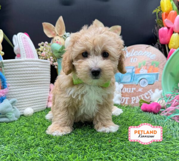 [#26671-01] Apricot M CotonPoo Puppies For Sale