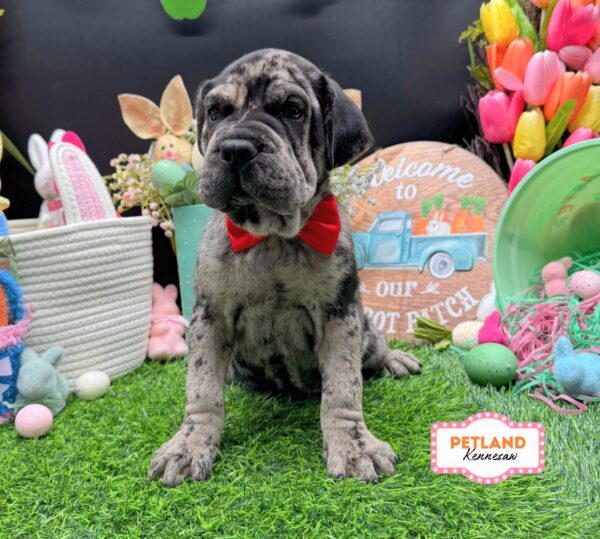 [#26735-02] Blue Merle M Hippo Mini Puppies For Sale