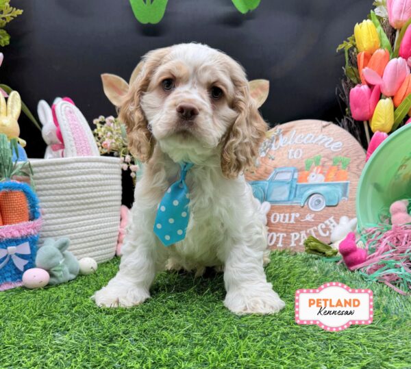 [#26882-02] Cream / White M Cocker Spaniel Puppies For Sale