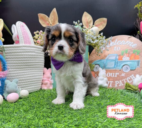 [#26763-02] Blue Merle / White M Cavalier King Charles Spaniel Puppies For Sale