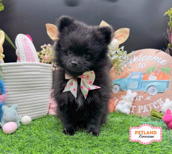 [#26808-04] Black F Pomeranian Puppies For Sale
