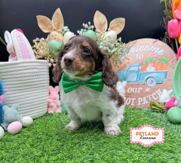 [#26319-01] Chocolate M Dachshund Puppies For Sale
