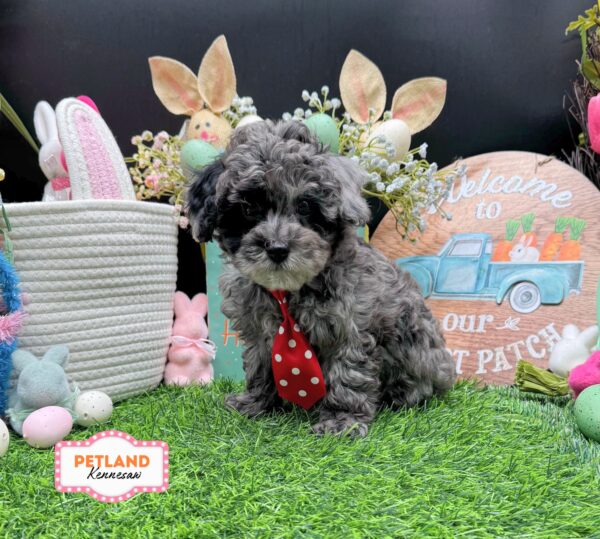 [#26633-01] Blue Merle M Bichapoo Puppies For Sale