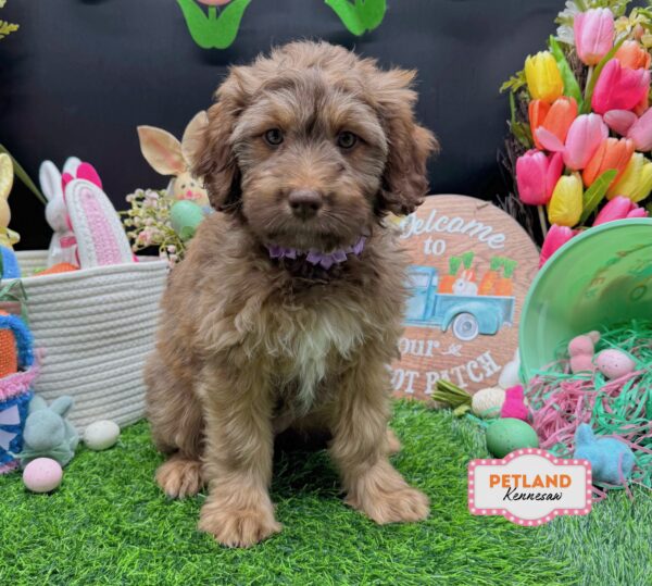 [#26676-09] Brown F Aussiedoodle Puppies For Sale