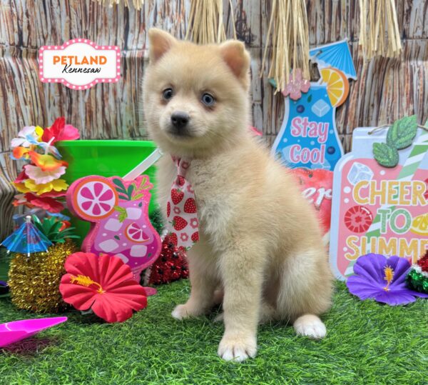 [#26919-04] Sable M Pomsky Puppies For Sale