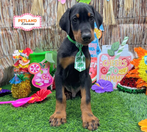 [#26125-02] Black / Rust M Doberman Pinscher Puppies For Sale