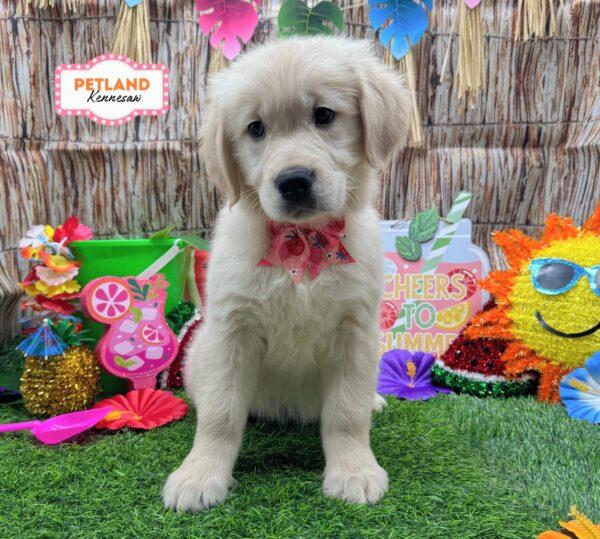 [#26891-08] Golden F Golden Retriever Puppies For Sale