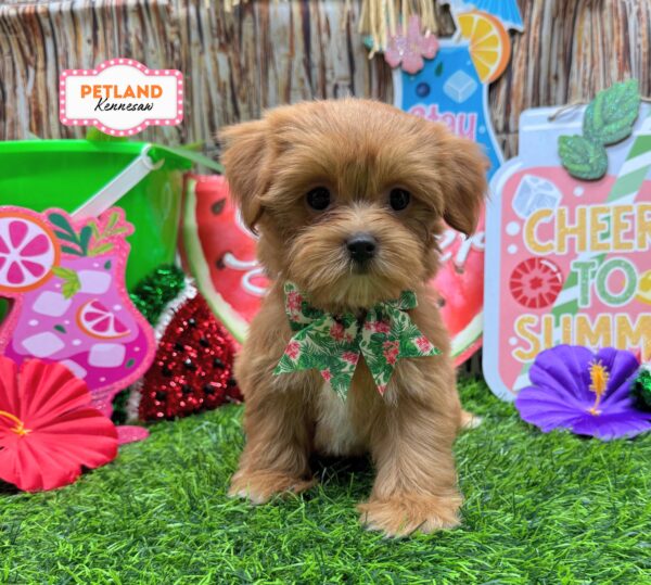 [#26885-03] Red F Morkie Puppies For Sale