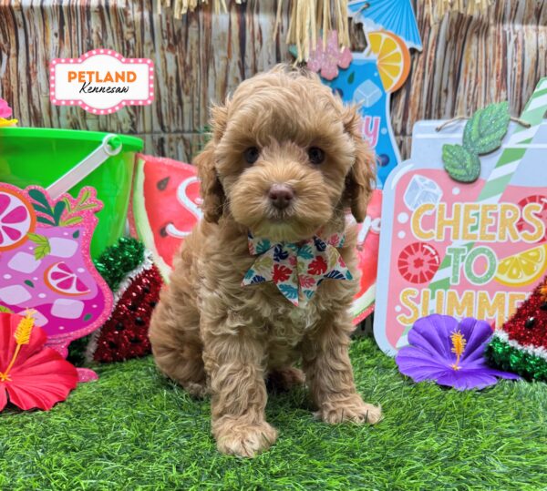 [#26879-07] Apricot F Cockadoodle Puppies For Sale