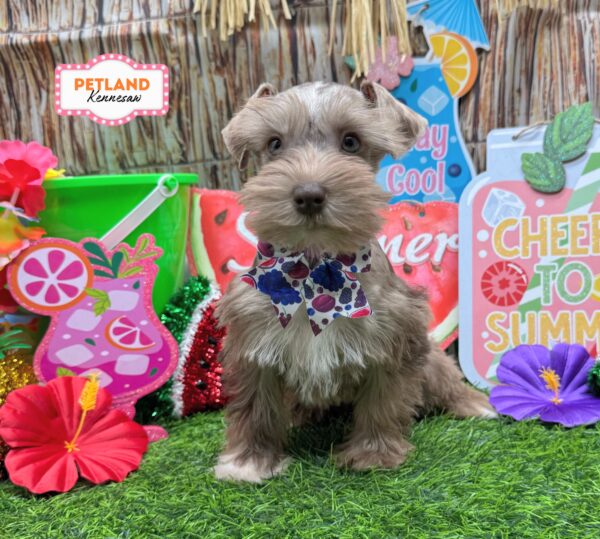 [#26867-01] Chocolate Merle F Miniature Schnauzer Puppies For Sale