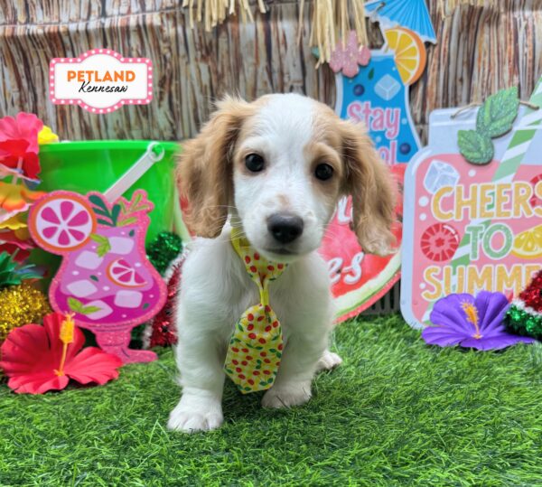 [#26299-02] Cream M Dachshund Puppies For Sale