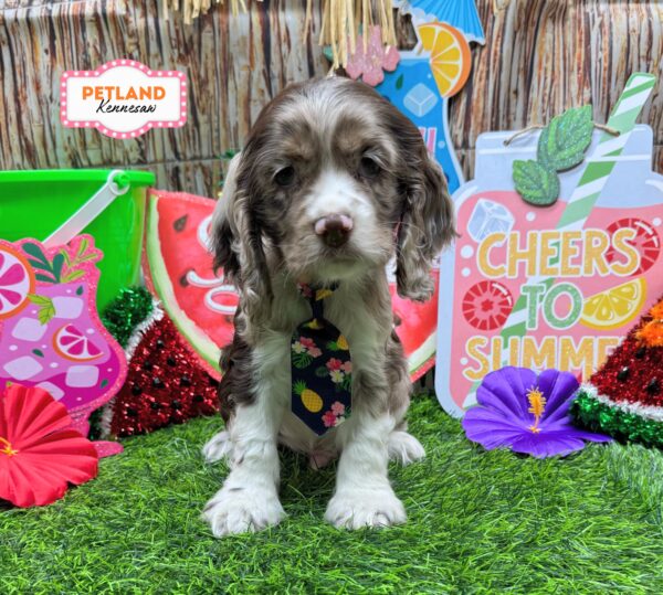 [#26922-02] Chocolate Merle M Cocker Spaniel Puppies For Sale