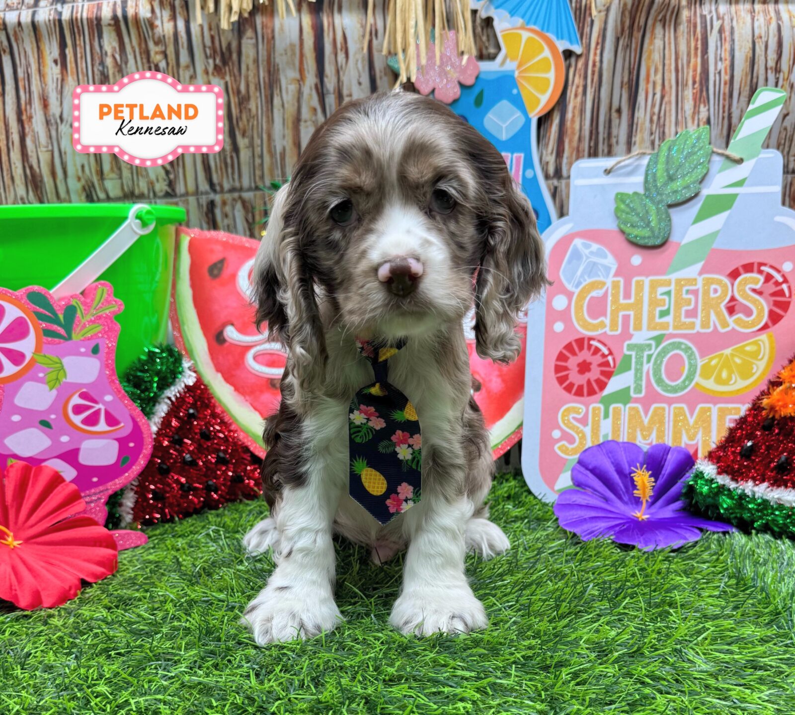 Cocker Spaniel in Dallas, GA