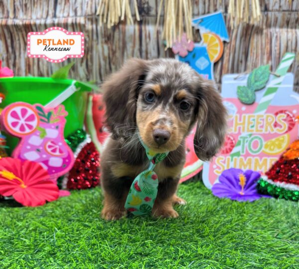 [#26299-03] Chocolate / Tan M Dachshund Puppies For Sale