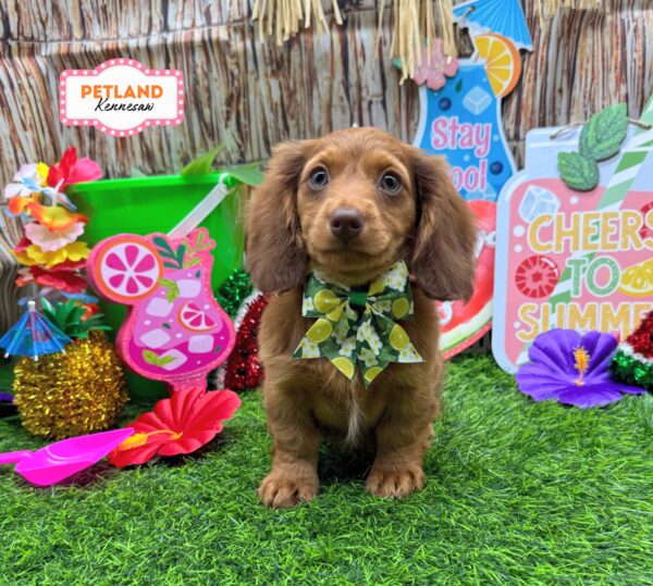[#26297-02] Red F Dachshund Puppies For Sale