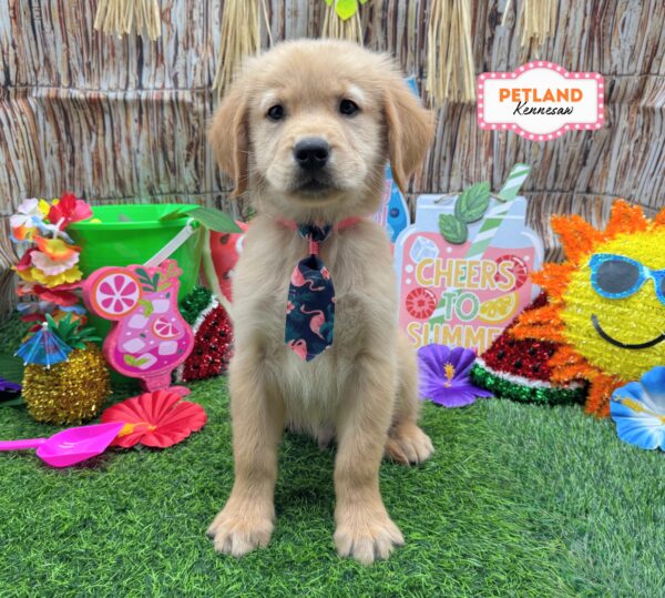 [#26264-04] Golden M Golden Retriever Puppies For Sale