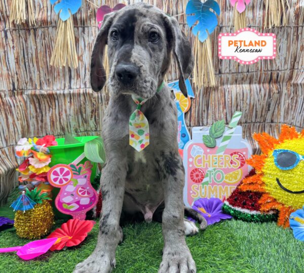 [#26336-01] Merlequin M Great Dane Puppies For Sale