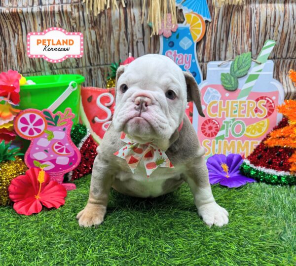 [#26291-05] Lilac Merle F Bulldog Puppies For Sale
