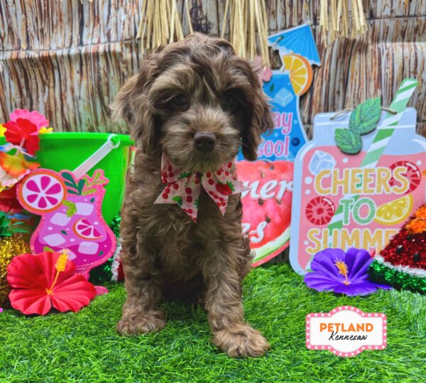 [#26868-05] Chocolate Merle F Cock A Poo Puppies For Sale