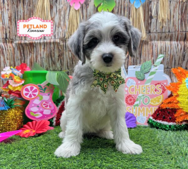 [#26122-05] Tri-Colored F Bernedoodle Mini 2nd Gen Puppies For Sale