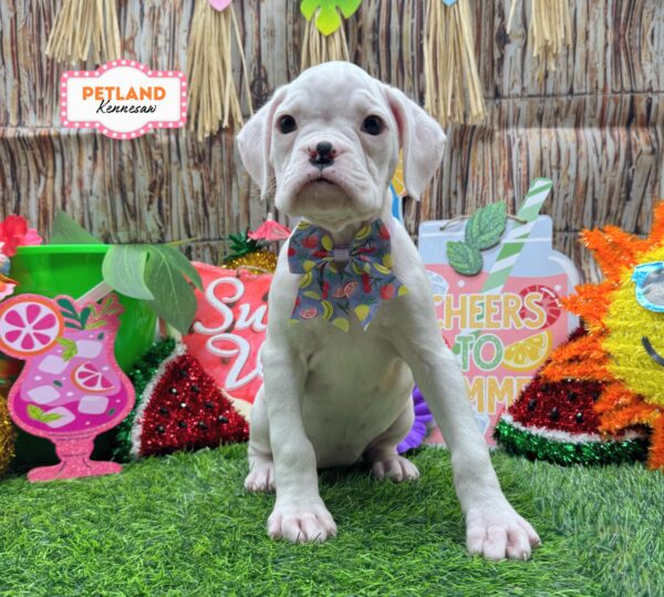 [#261046-02] White F Boxer Puppies For Sale
