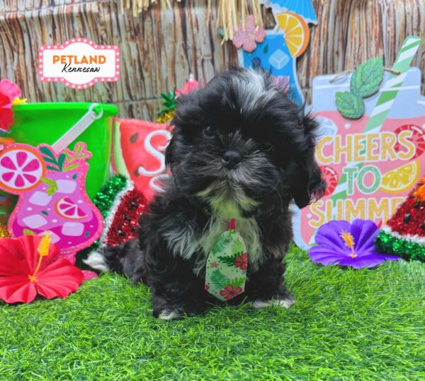 [#26881-01] Chocolate Sable M Shih Tzu Puppies For Sale