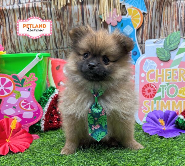 [#26847-02] Chocolate M Pomeranian Puppies For Sale