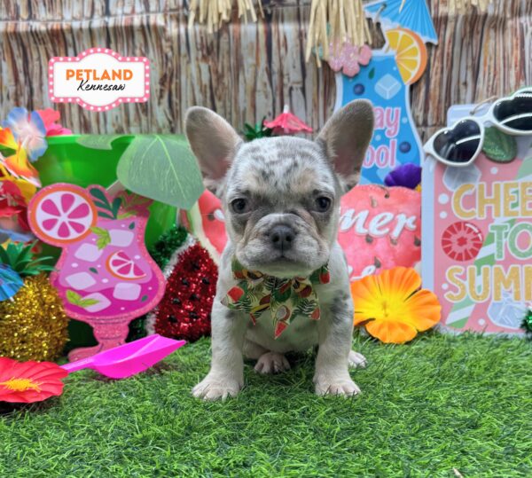 [#26857-02] Blue Merle F French Bulldog Puppies For Sale