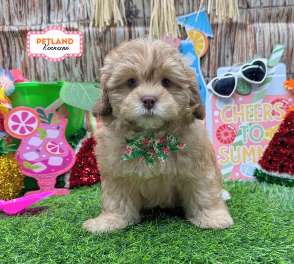 [#26800-01] Red F ShihPoo Puppies For Sale