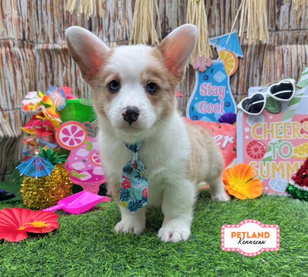 [#26853-03] Lilac Merle M Pembroke Welsh Corgi Puppies For Sale
