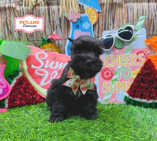 [#26718-05] Black F Miniature Schnauzer Puppies For Sale