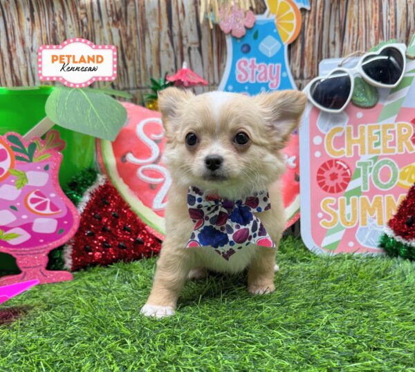 [#26888-03] Cream F Chihuahua Puppies For Sale