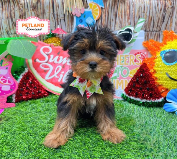 [#26884-06] Black / Tan F Morkie Puppies For Sale