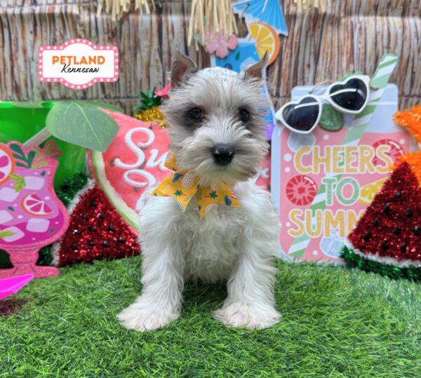 [#26789-07] Blue Merle / White F Miniature Schnauzer Puppies For Sale