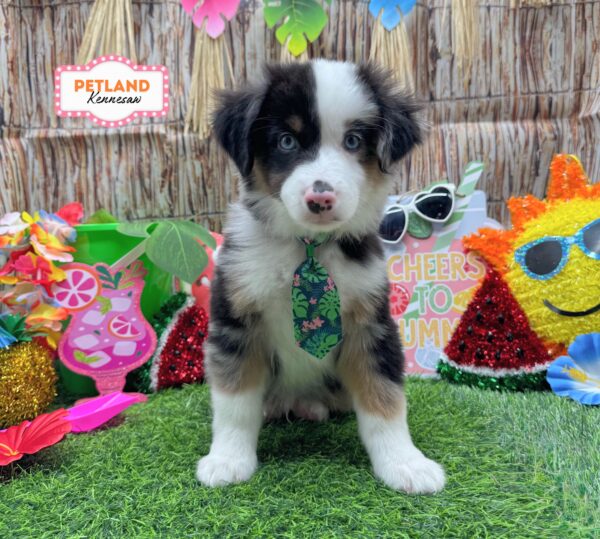 [#26208-05] Blue Merle M Miniature American Shepherd Puppies For Sale
