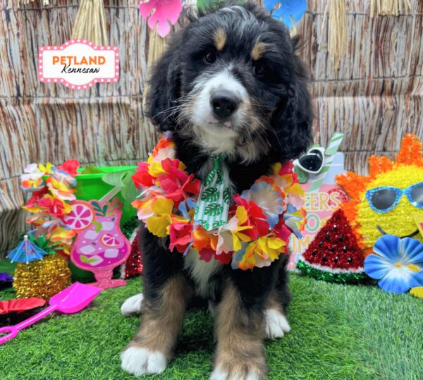 [#26214-01] Tri-Colored M Bernedoodle Puppies For Sale