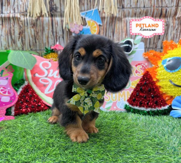 [#26835-04] Black F Dachshund Puppies For Sale