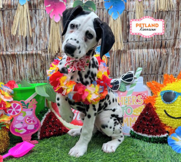 [#26762-06] Black / White F Dalmatian Puppies For Sale